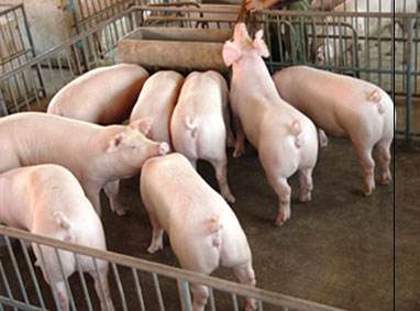 養(yǎng)殖場(chǎng)廢水檢測(cè)